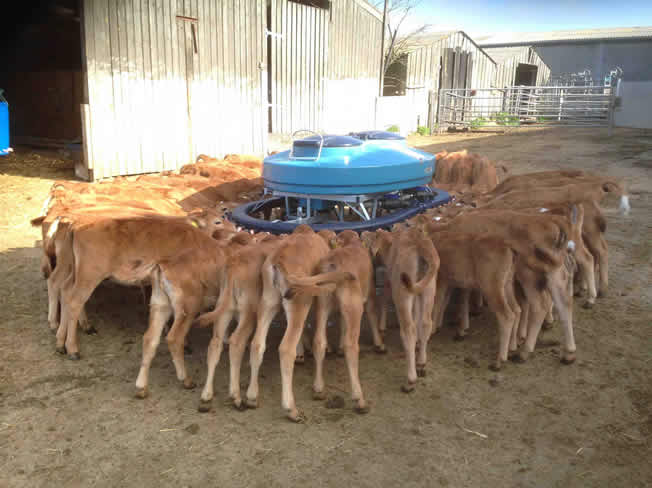 calves feeding spring 2015